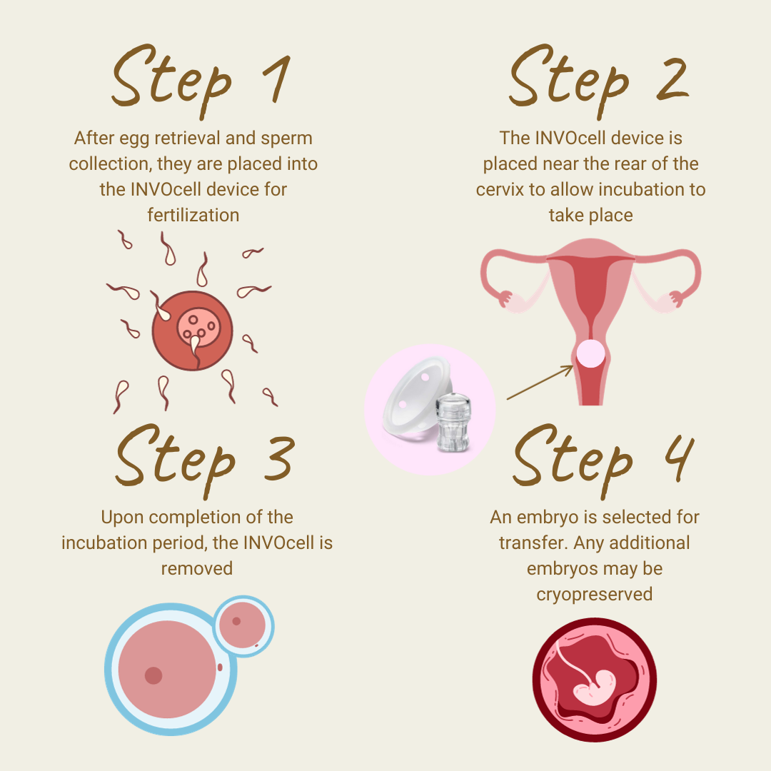 embryo graphic